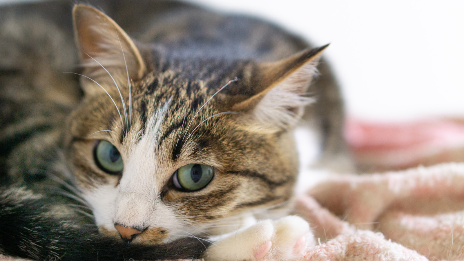 猫が人に送る愛情のサインを知って上手にコミュニケーション!