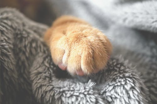 猫の巨大結腸症の診断と治療