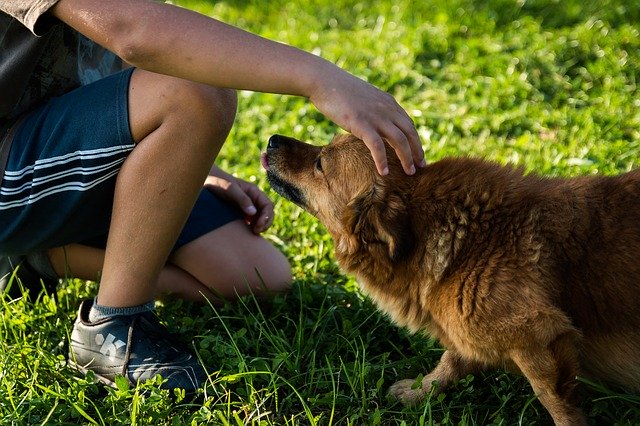 犬が懐かないのはなぜ?意外と忘れがちな「会話」とは