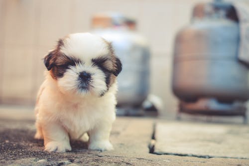 犬種名の由来と歴史