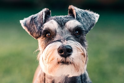 犬種名の由来と歴史