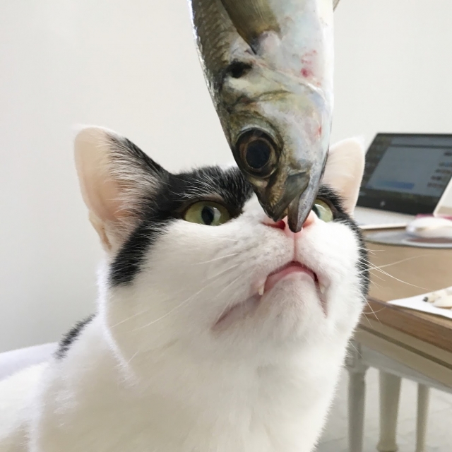 水が苦手な猫が魚好きな理由はなぜ?理由は日本のルーツにあった!