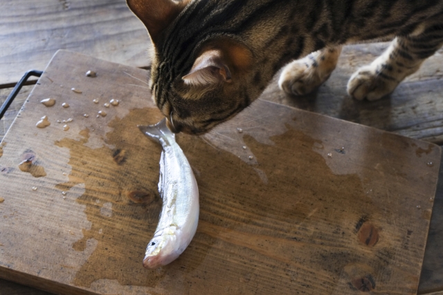 水が苦手な猫が魚好きな理由はなぜ?理由は日本のルーツにあった!