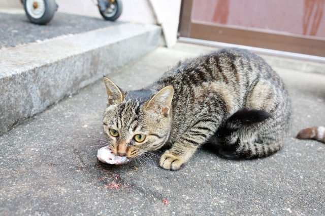 水が苦手な猫が魚好きな理由はなぜ?理由は日本のルーツにあった!