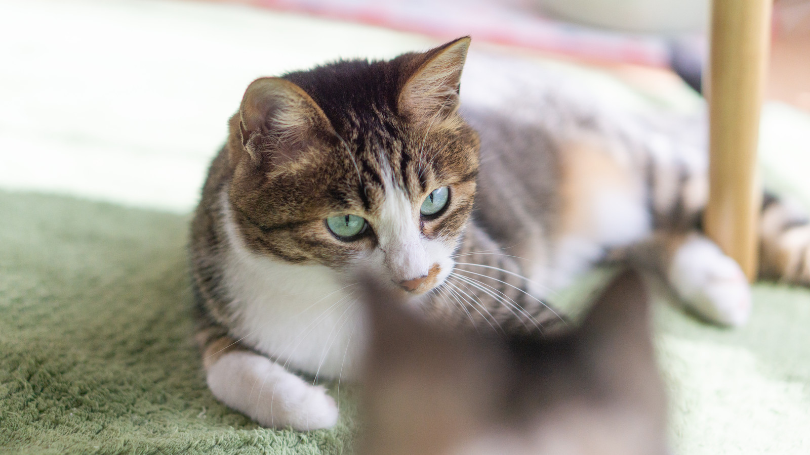発情期の猫の特徴とは?ストレスをためさせないために大切なこと