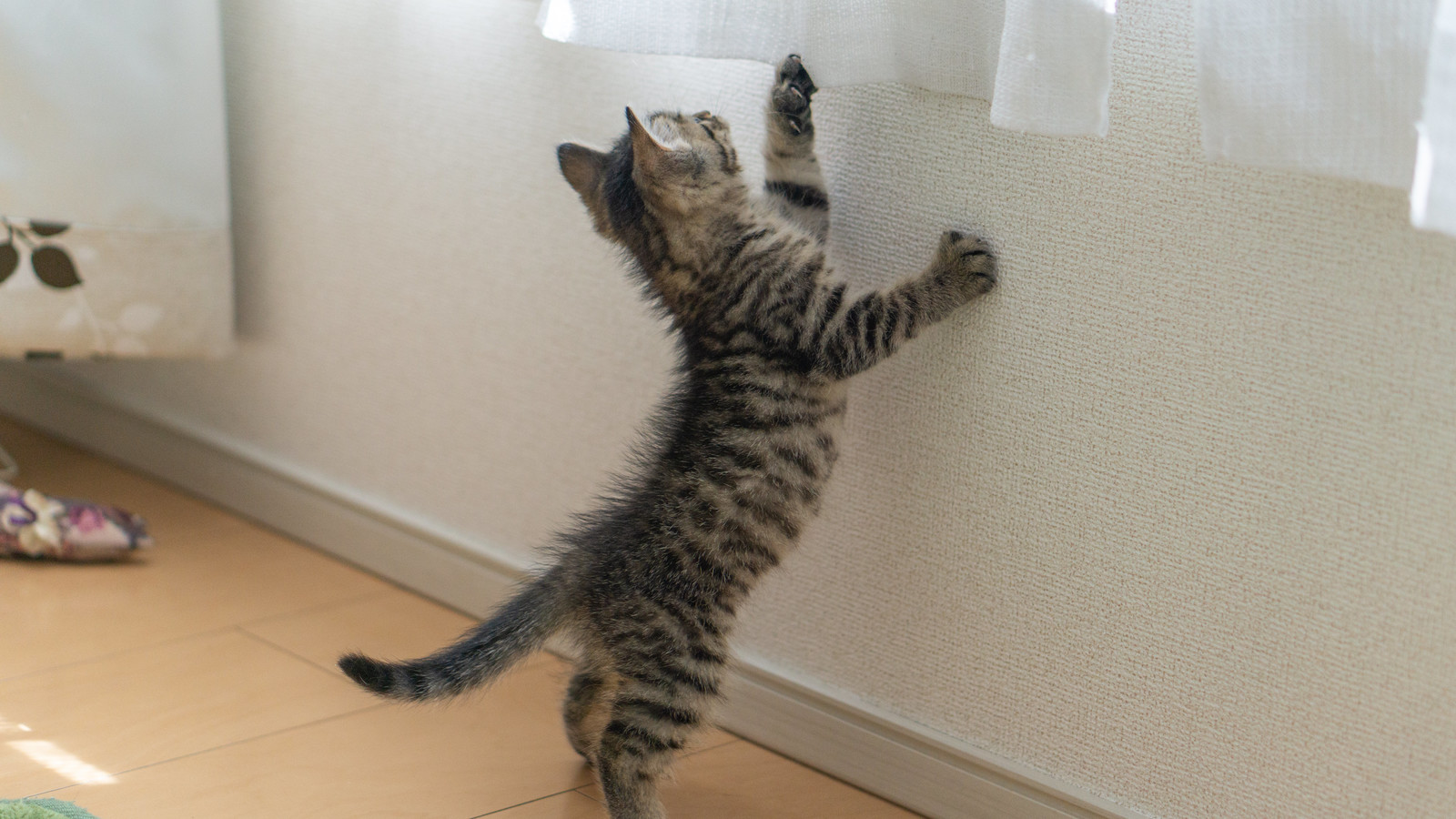 発情期の猫の特徴とは?ストレスをためさせないために大切なこと