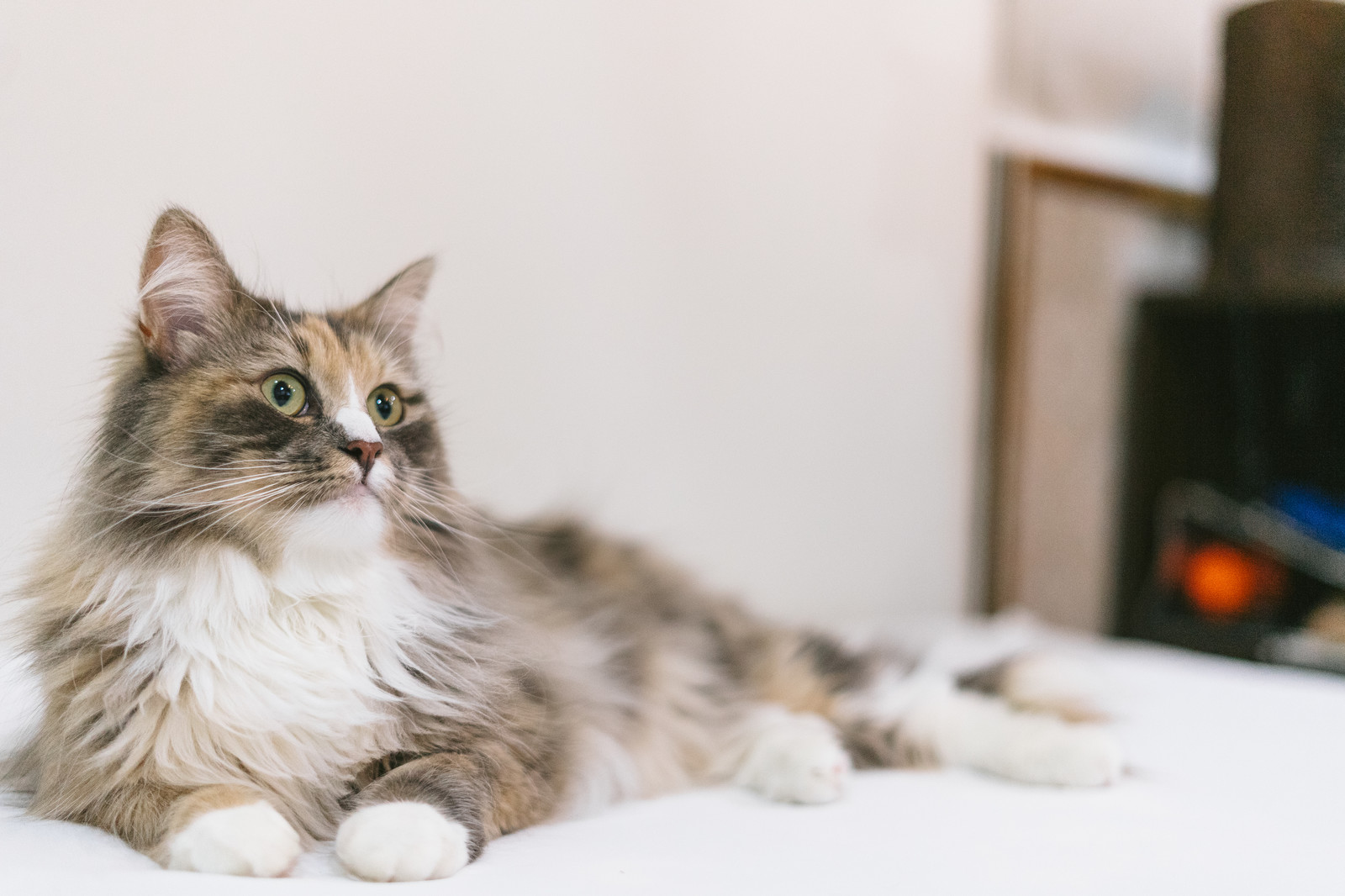 発情期の猫の特徴とは?ストレスをためさせないために大切なこと