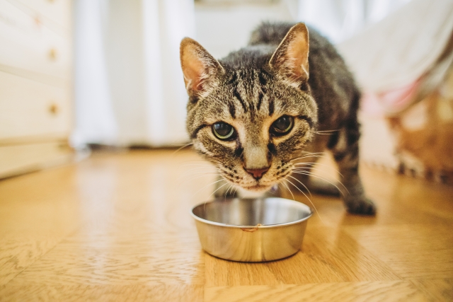ウェットフードを活用して猫に快適な食事を
