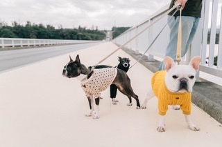 犬のリードを使い分けよう!リードの上手な選び方を徹底解説!
