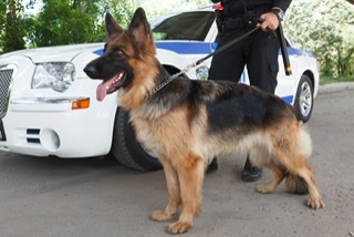 犬のリードを使い分けよう!リードの上手な選び方を徹底解説!