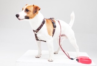 犬のリードを使い分けよう!リードの上手な選び方を徹底解説!