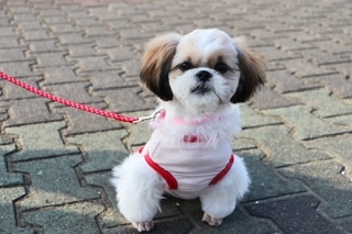 犬のリードを使い分けよう!リードの上手な選び方を徹底解説!