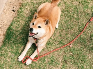犬のリードを使い分けよう!リードの上手な選び方を徹底解説!