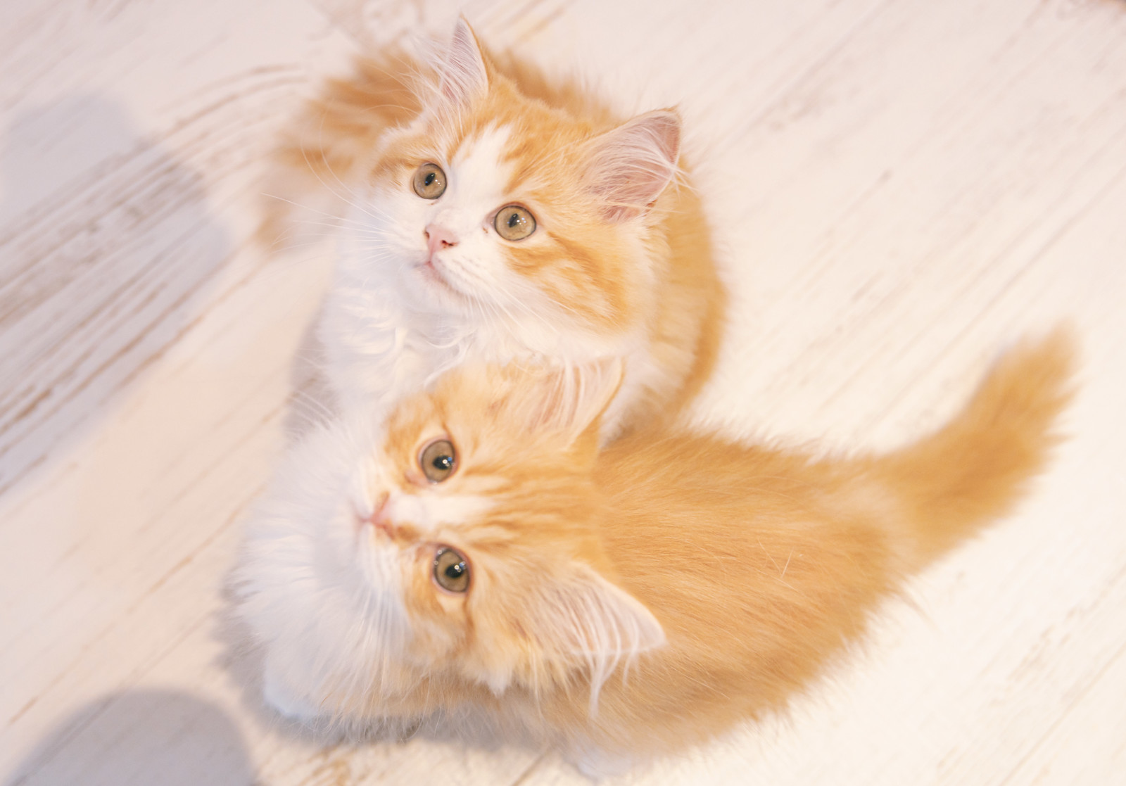 猫のしっぽの役割とは?しっぽを見れば猫の気持ちがわかる