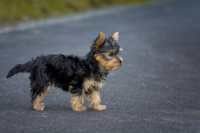 室内飼育の小型犬にも散歩は必要?散歩の効果や必要時間など紹介