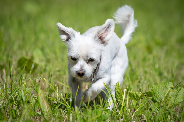 室内飼育の小型犬にも散歩は必要?散歩の効果や必要時間など紹介