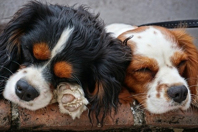 室内飼育の小型犬にも散歩は必要?散歩の効果や必要時間など紹介