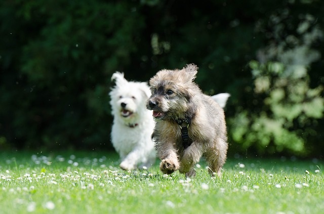 室内飼育の小型犬にも散歩は必要?散歩の効果や必要時間など紹介