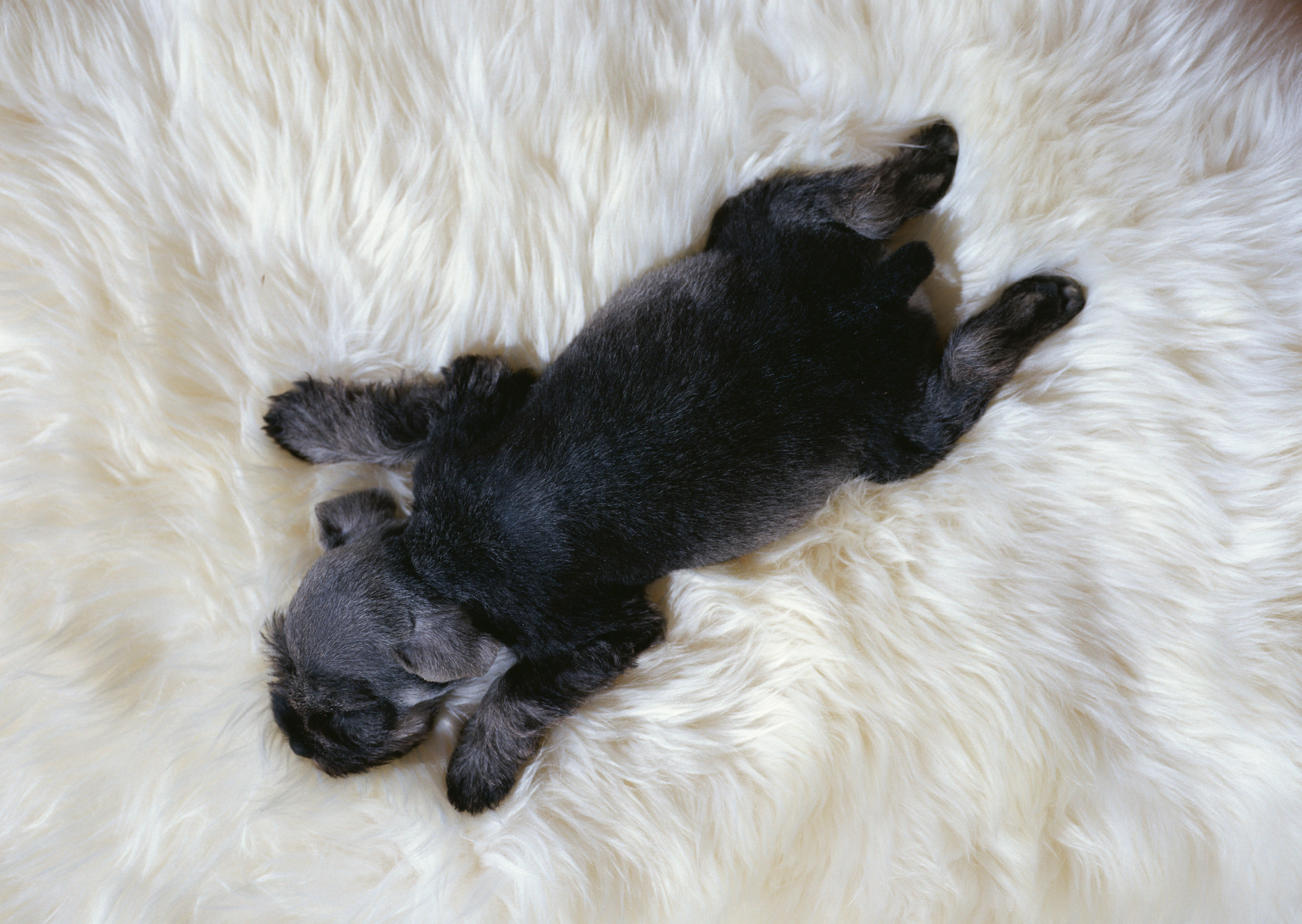 犬の若年性蜂窩織炎って?症状、治療について詳しく解説します!
