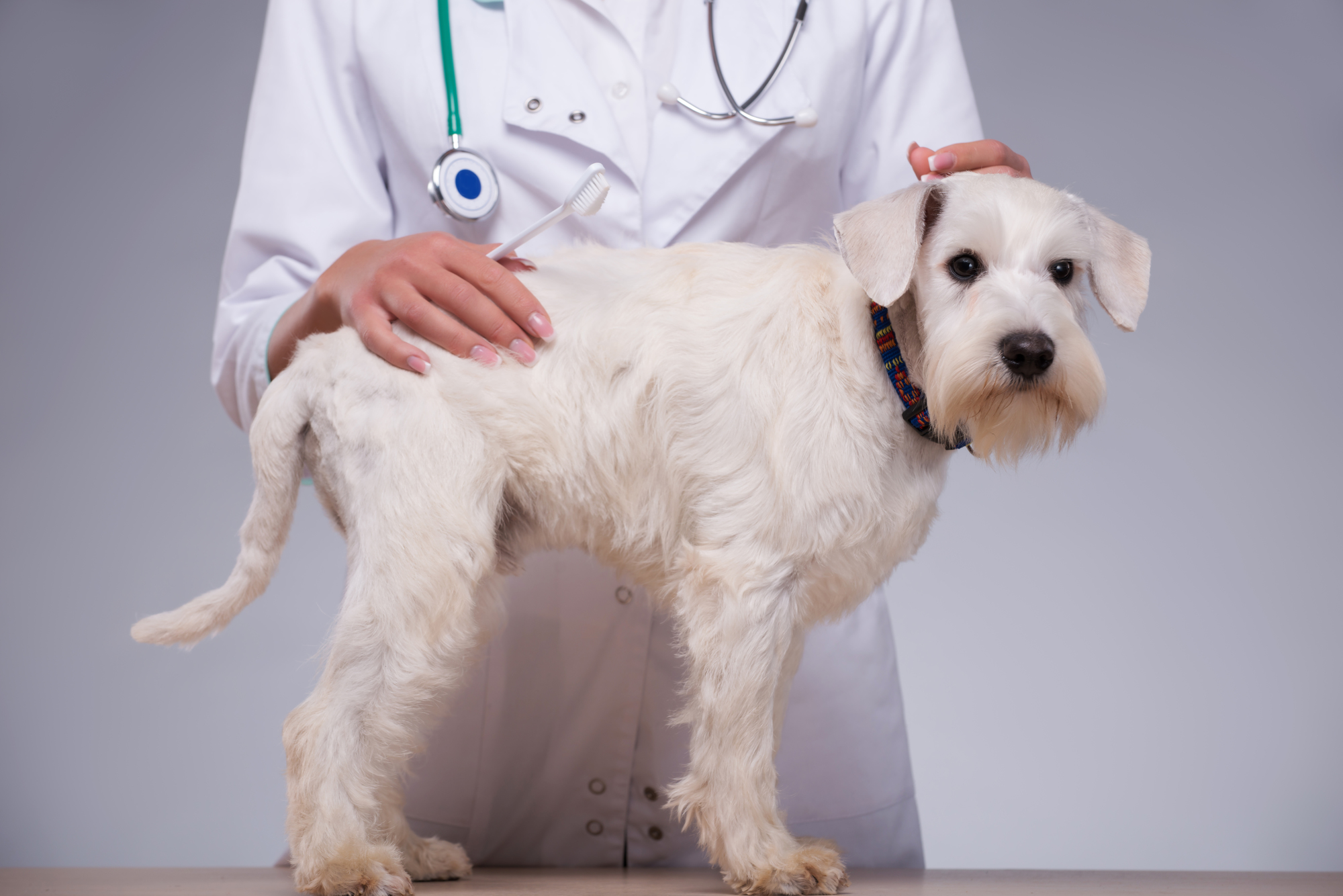 犬の若年性蜂窩織炎って？症状、治療について詳しく解説します！