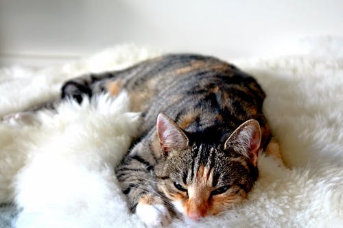 犬・猫の天疱瘡ってどんな病気?症状や治療について徹底解説します!