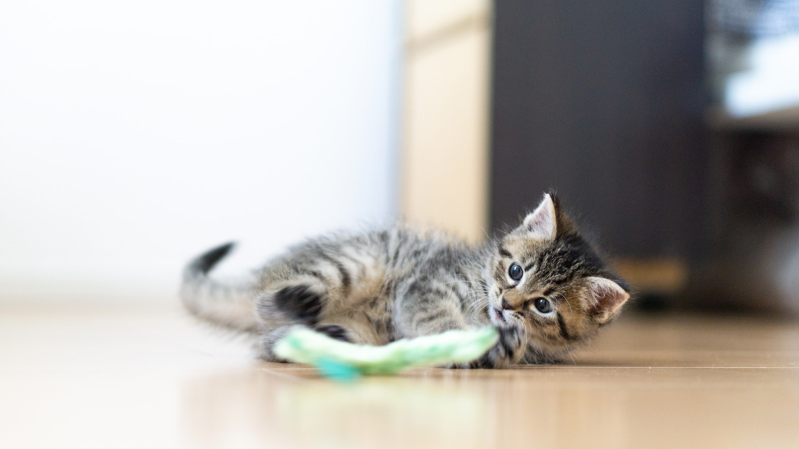 どのくらい必要?猫の一日の運動量と具体的な運動方法