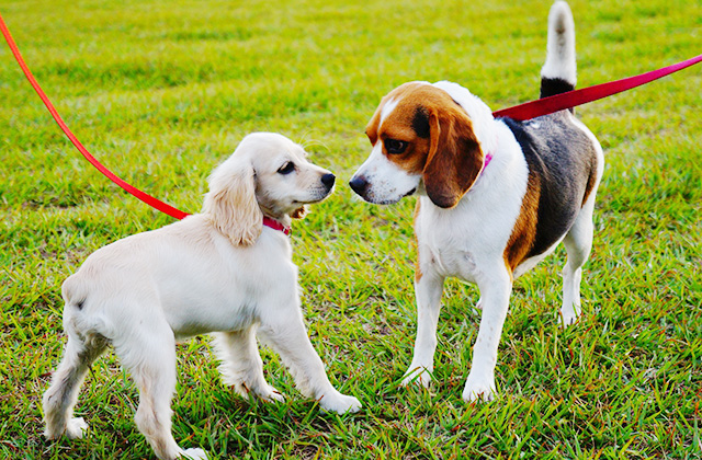 ほかの犬に会うと吠えるのはなぜ? 相性に性格や犬種は関係ある?