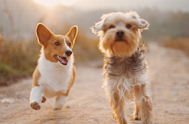 ほかの犬に会うと吠えるのはなぜ? 相性に性格や犬種は関係ある?