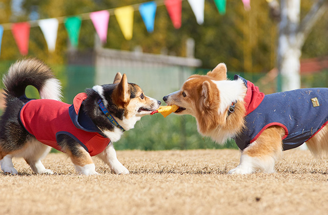 ほかの犬に会うと吠えるのはなぜ? 相性に性格や犬種は関係ある?