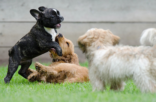 ほかの犬に会うと吠えるのはなぜ? 相性に性格や犬種は関係ある?