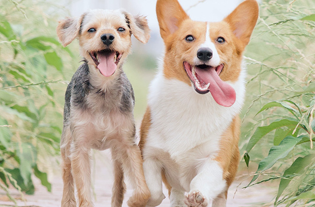 ほかの犬に会うと吠えるのはなぜ? 相性に性格や犬種は関係ある?