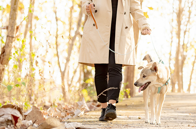 犬が散歩中に立ち止まって動かなくなる7つの理由と対策法