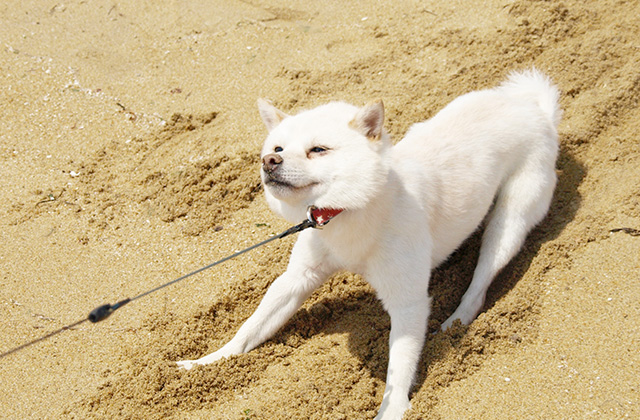 犬が散歩中に立ち止まって動かなくなる7つの理由と対策法