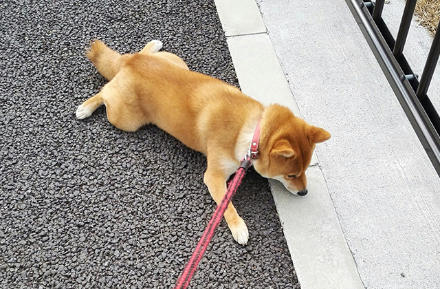 犬が散歩中に立ち止まって動かなくなる7つの理由と対策法