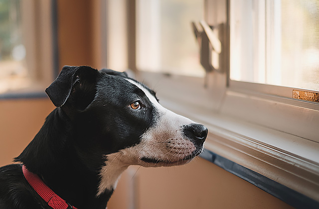 犬が窓から外を見ている理由は? 通行人に吠えてしまうときの対策法