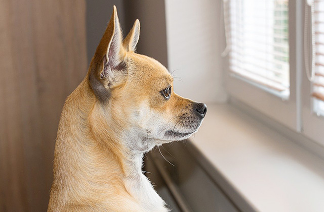 犬が窓から外を見ている理由は? 通行人に吠えてしまうときの対策法