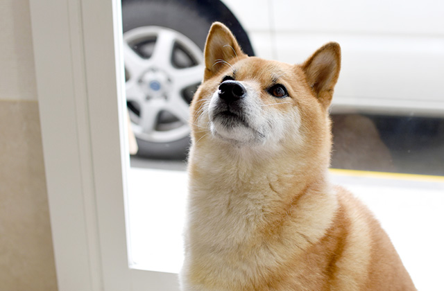 犬が窓から外を見ている理由は? 通行人に吠えてしまうときの対策法