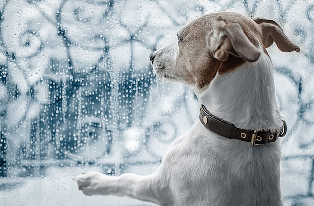 犬が窓から外を見ている理由は? 通行人に吠えてしまうときの対策法