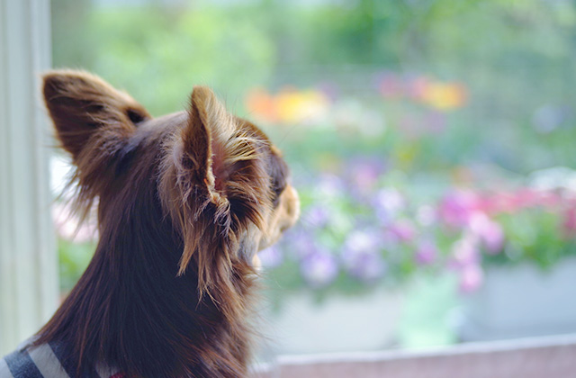 犬が窓から外を見ている理由は? 通行人に吠えてしまうときの対策法