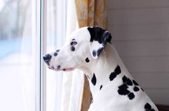 犬が窓から外を見ている理由は? 通行人に吠えてしまうときの対策法