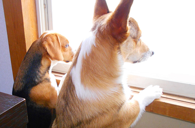 犬が窓から外を見ている理由は? 通行人に吠えてしまうときの対策法