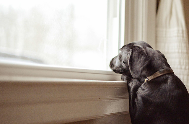 犬が窓から外を見ている理由は? 通行人に吠えてしまうときの対策法