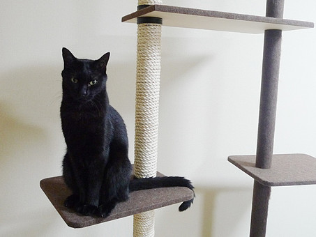 保護猫を飼う。迎えるまでの大切なこと
