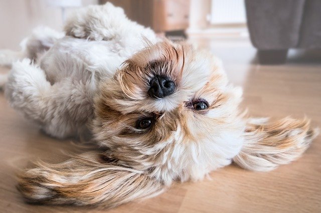 犬の涙焼けについて、原因と対策法