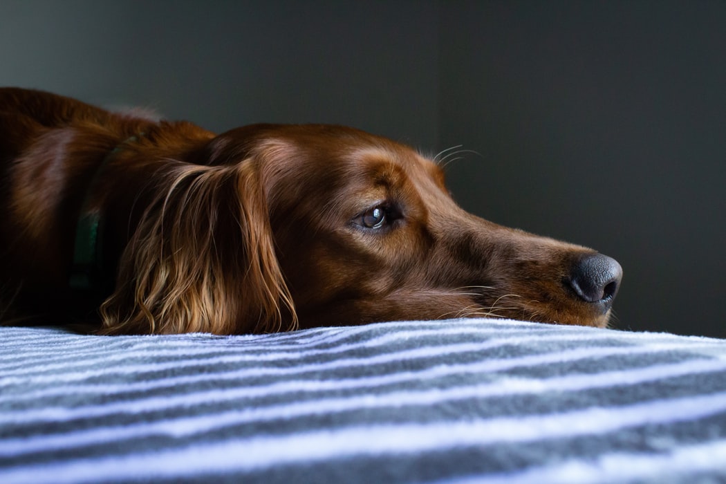 犬の便と健康