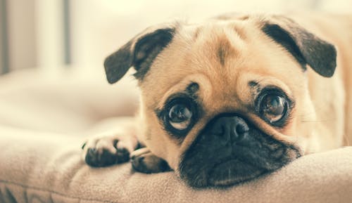 犬の生活習慣病