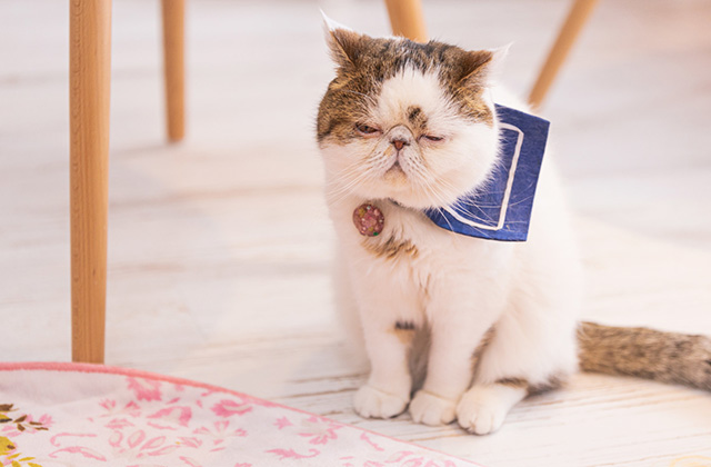 猫の6つのストレスサインと解消法
