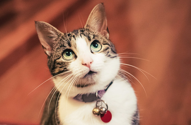 猫の6つのストレスサインと解消法