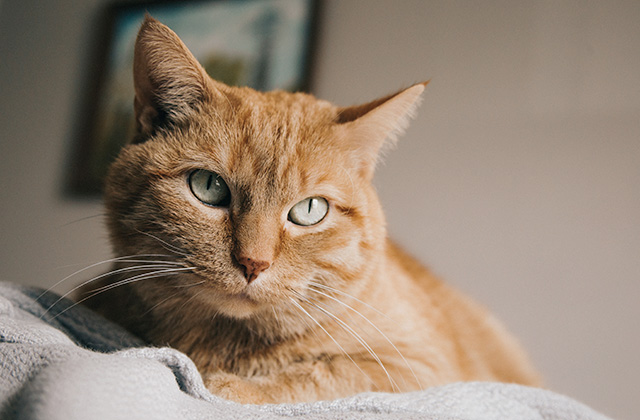 猫の6つのストレスサインと解消法