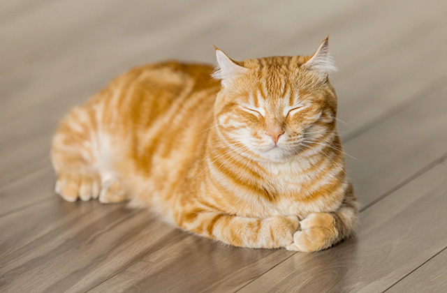 猫の6つのストレスサインと解消法
